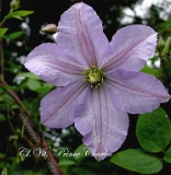Clematis 'Prince Charles' 2